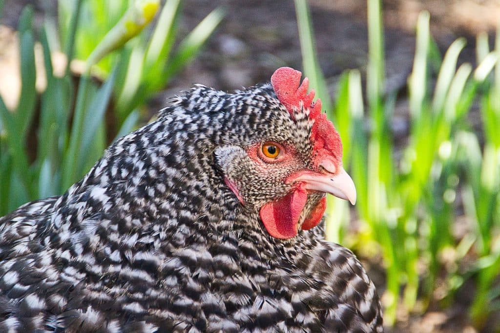 bird, plymouth rock chicken, ornithology