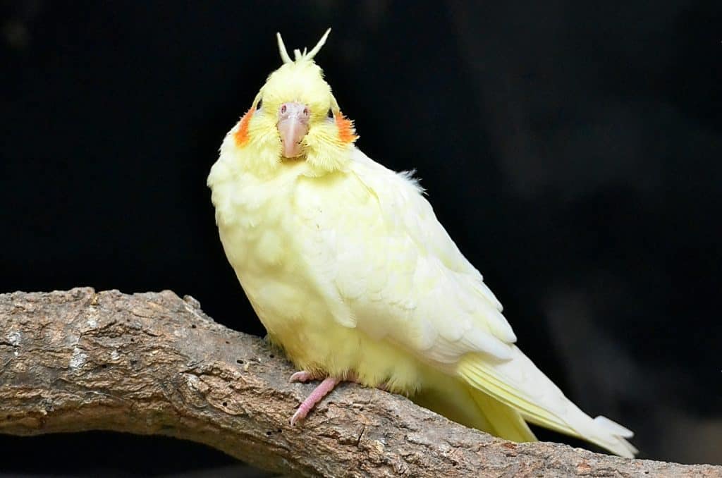 Close-up Photo of Cockatiel