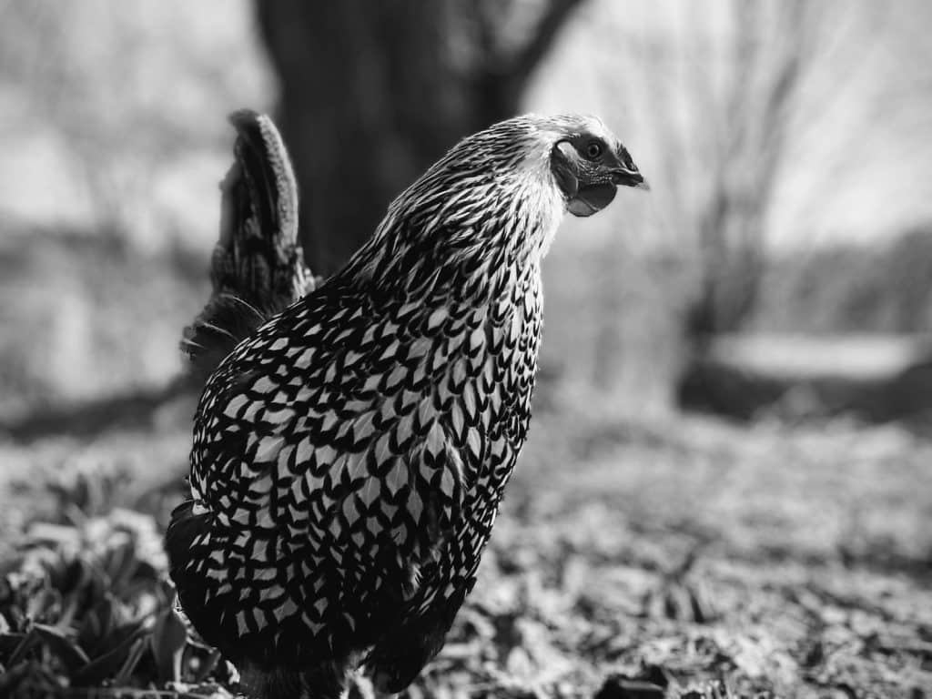 Grayscale Photo of a Silver Laced Wyandotte Chicken