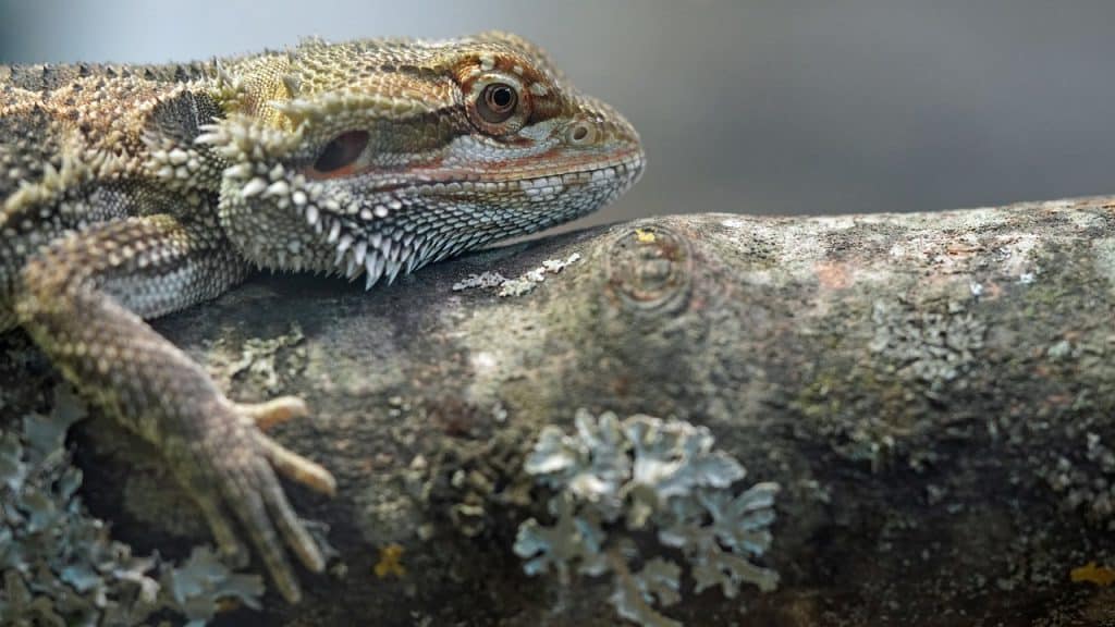 bearded dragon, reptile, lizard