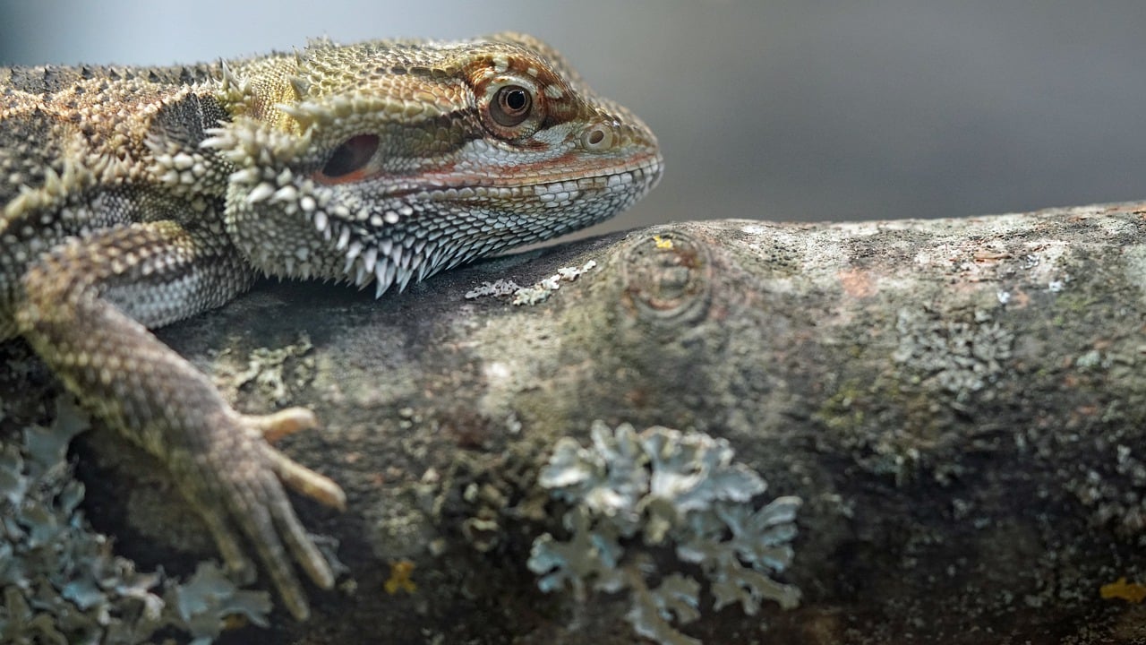 What is the Maximum Size of a Bearded Dragon? - Pet Breeezy