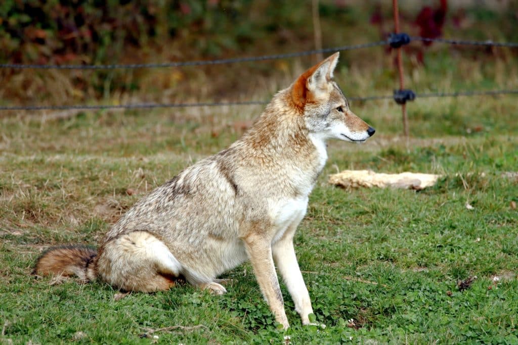Brown Cayote Sitting on Green Grass