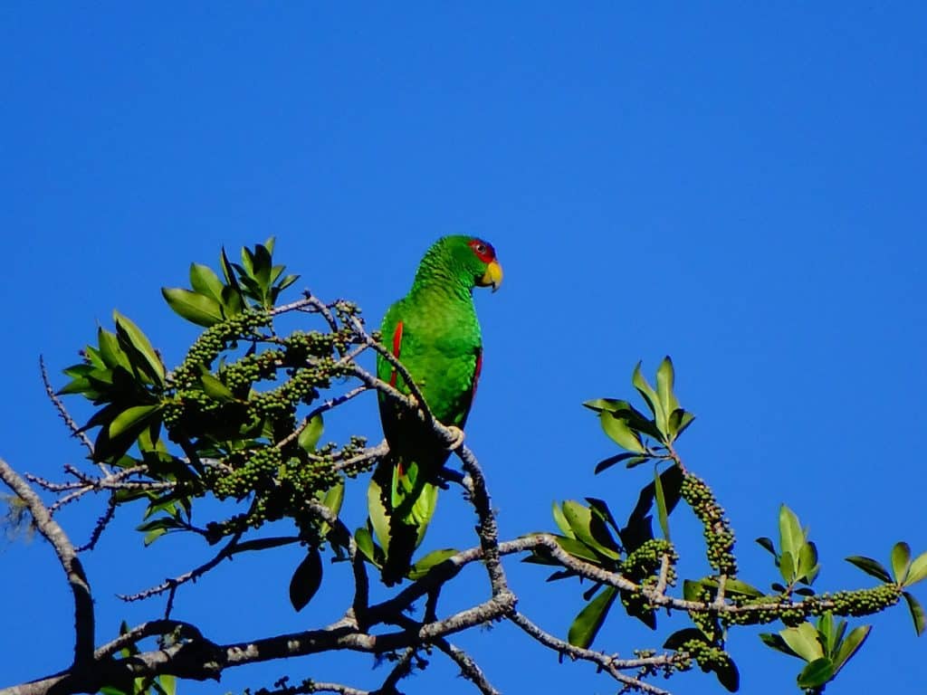 green bird