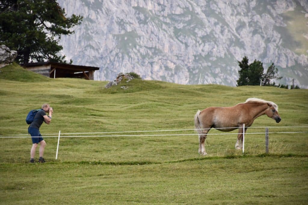 brown horse on green grass field during daytime