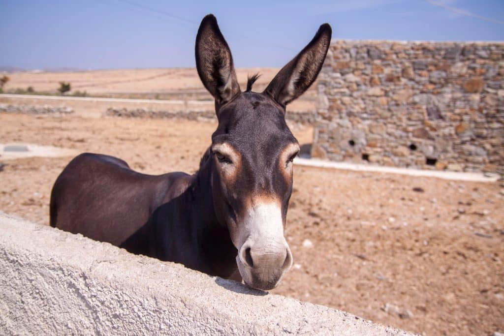 donkey standing beside concrete wall