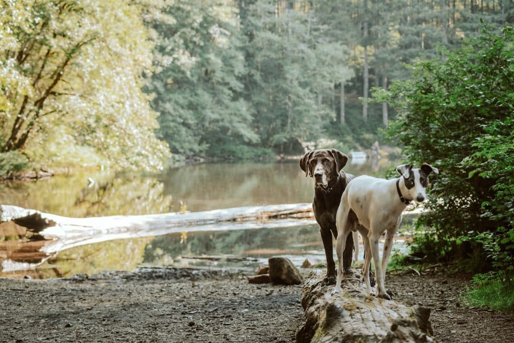 white and brown short coated dog on brown rock near body of water during daytime