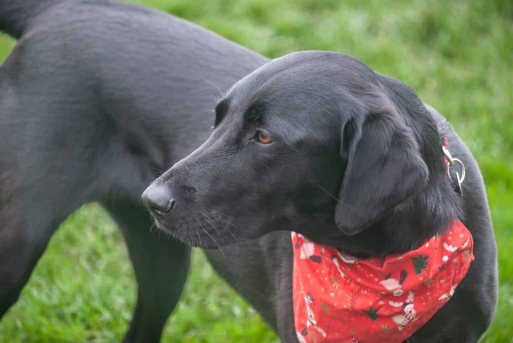 What Is The American Flat-Coated Retriever Society? - Pet Breeezy