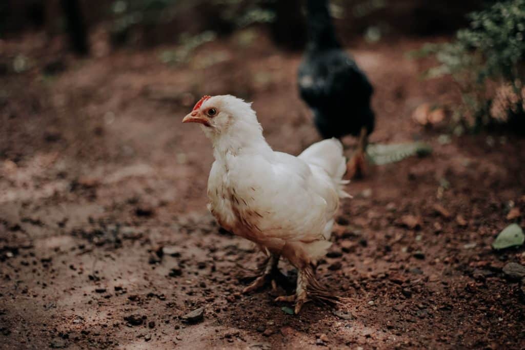 white chicken on brown soil