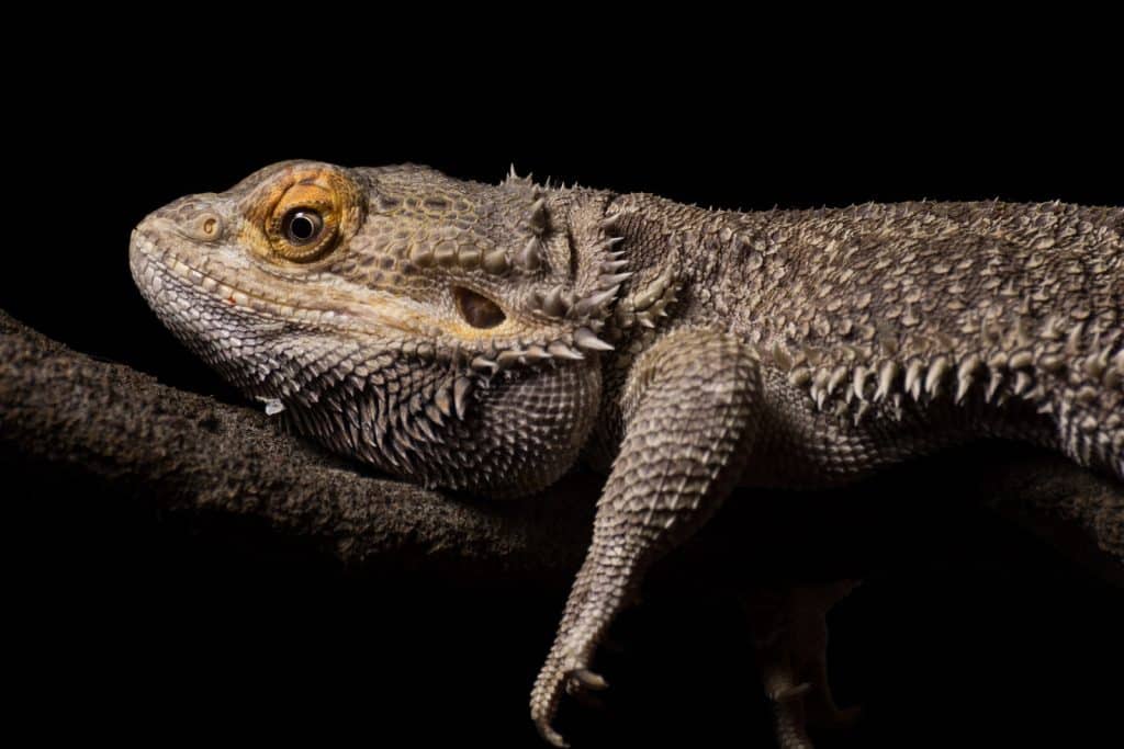 brown and black bearded dragon