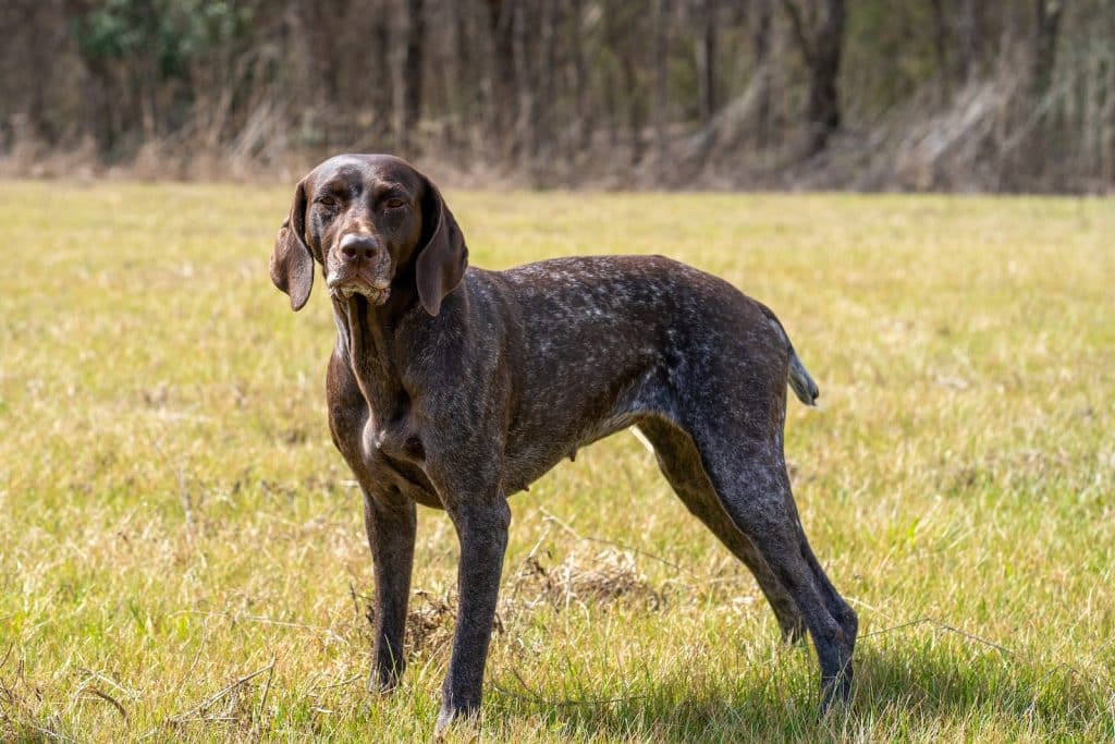 Dog on Green Grass Field