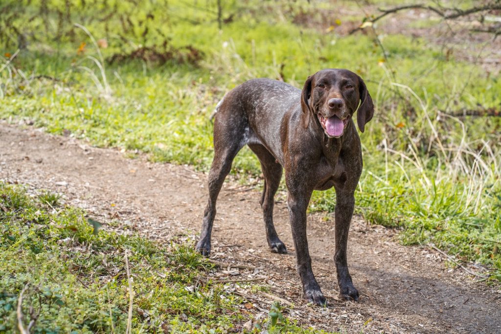 Short Coated Dog on Unpaved Pathway