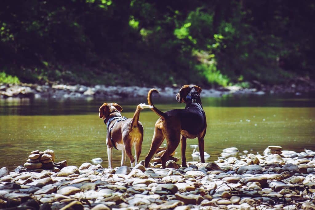 Two Adult Harrier Dogs Standing Beside River