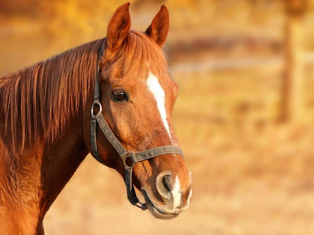 horse, brown, head