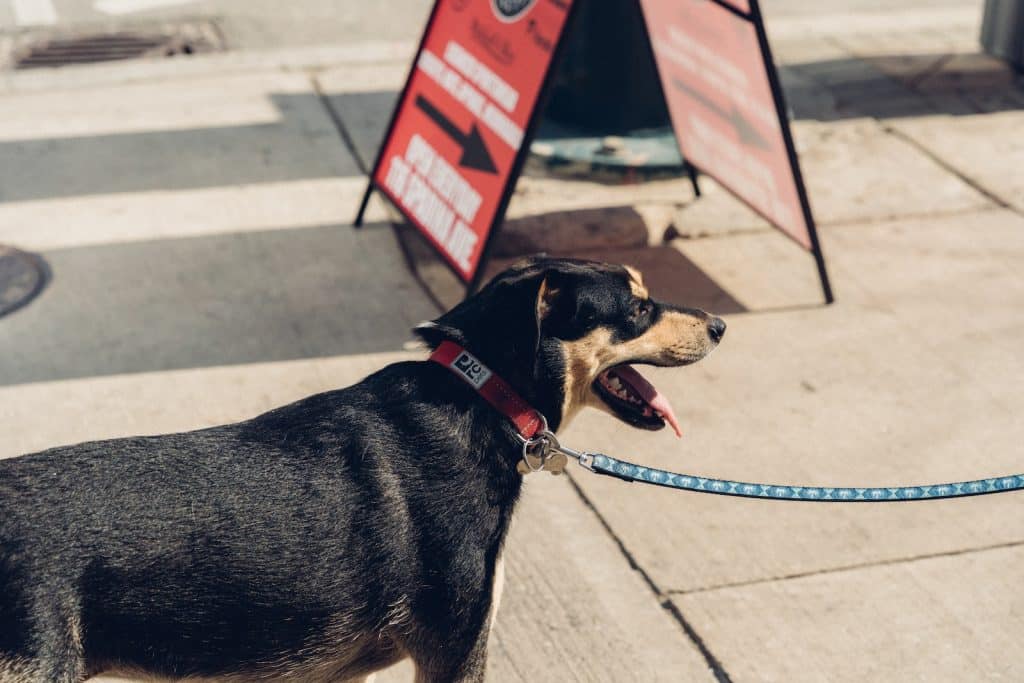 Black and Brown Dog with a Leash