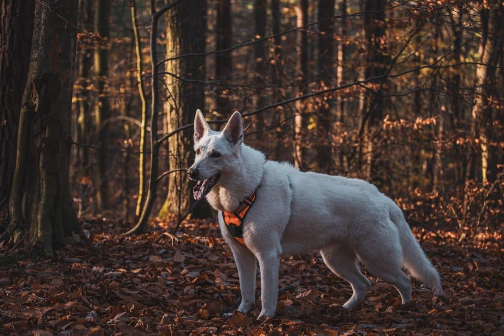 A Dog in the Forest During Autumn