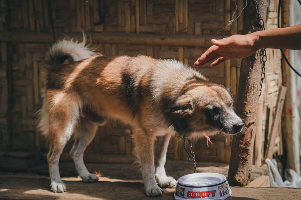 Free stock photo of animal, canine, cute