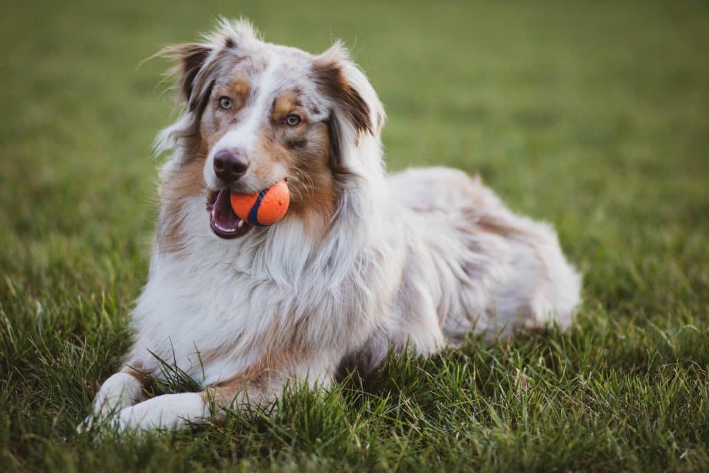 Picture of an Australian collie dog