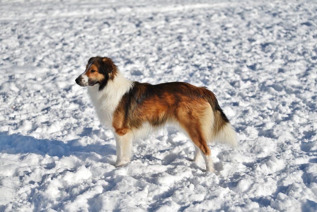 snow, dog, animal