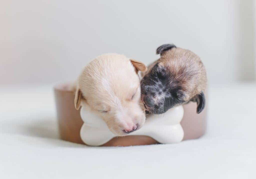Two Puppies Lying on Bed