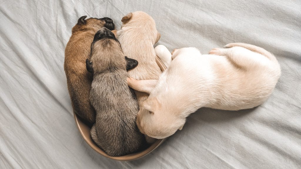 Photo Of Puppies