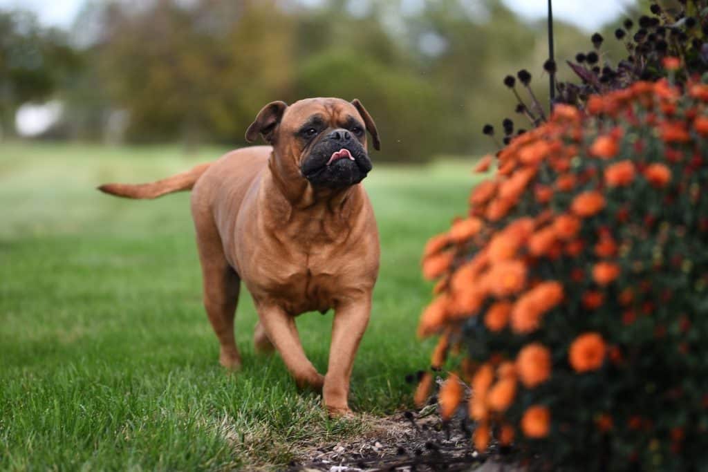 Brown Dog on Green Grass Field