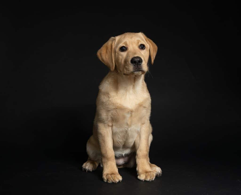 Boxador (Boxer Lab Mix): Info, Care Guide & More! - Pet Breeezy