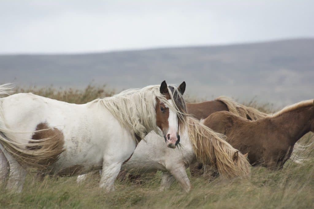 horse, pony, mane