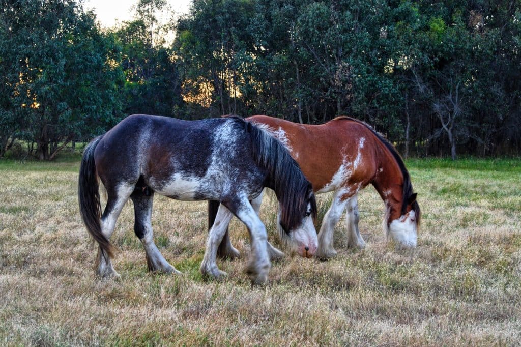 horses, heavy horse, grazing