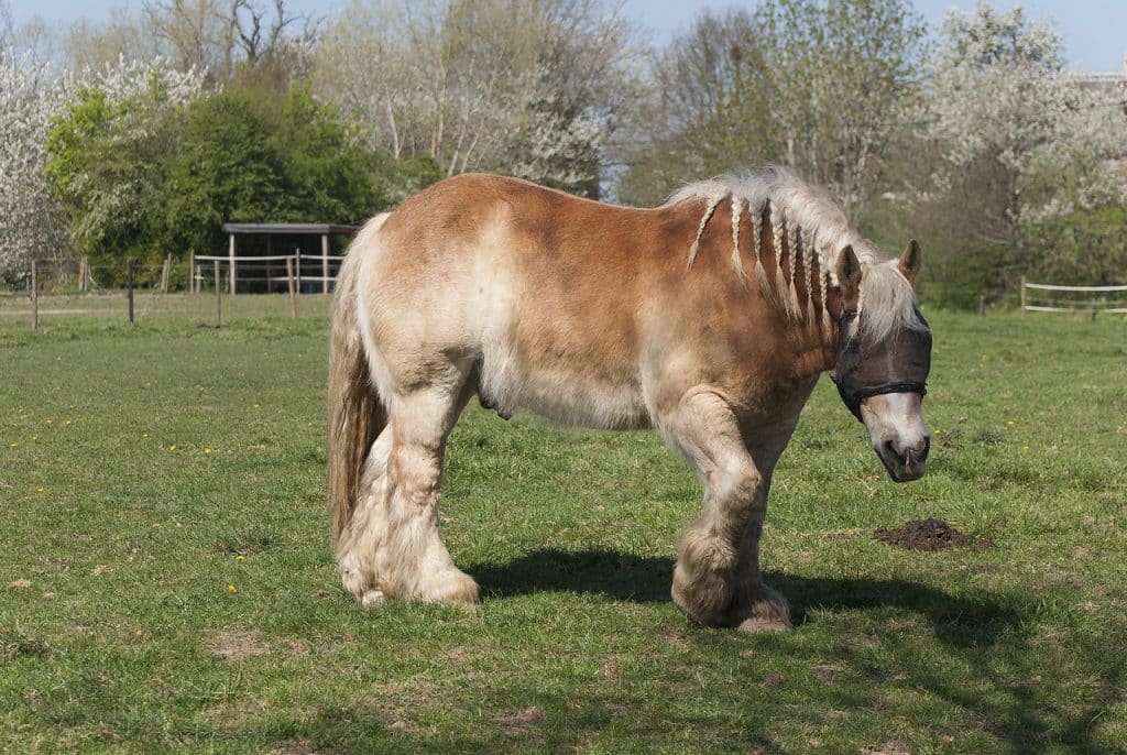 draft horse, animal, horse