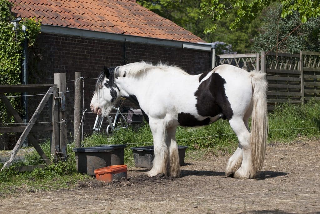 work horse, belgian draft horse, stallion