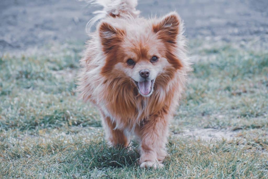 Cute dog walking on green meadow