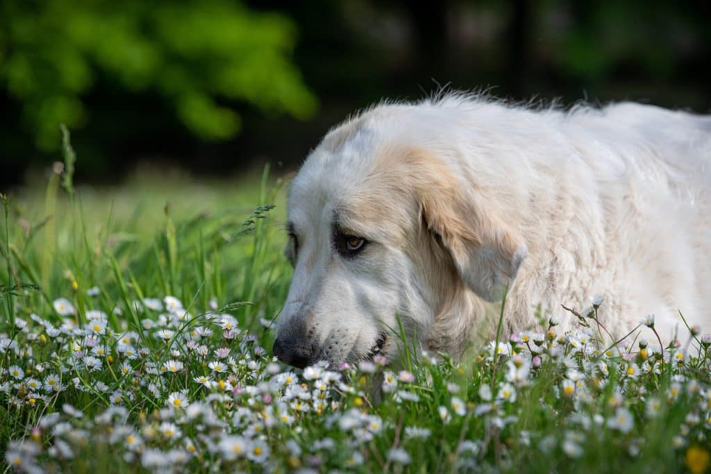 dog, meadow, flower meadow