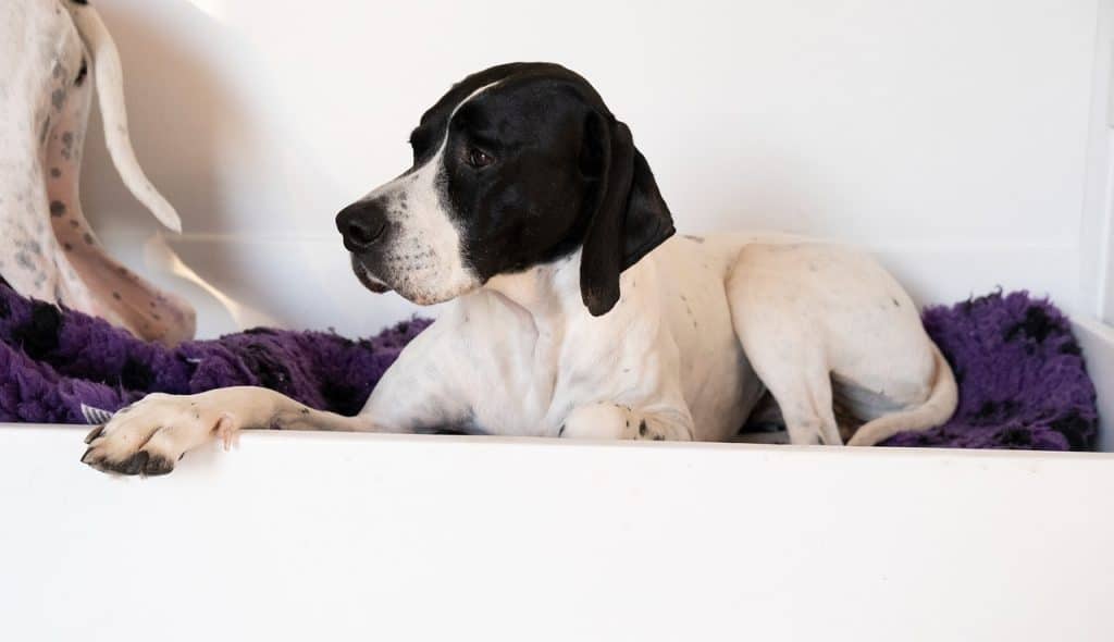 the pointer, dog, bitch