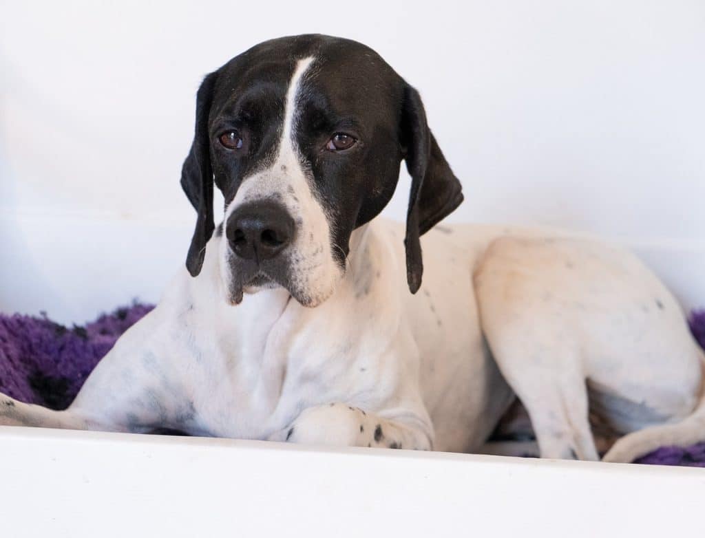 bitch, the pointer, rests