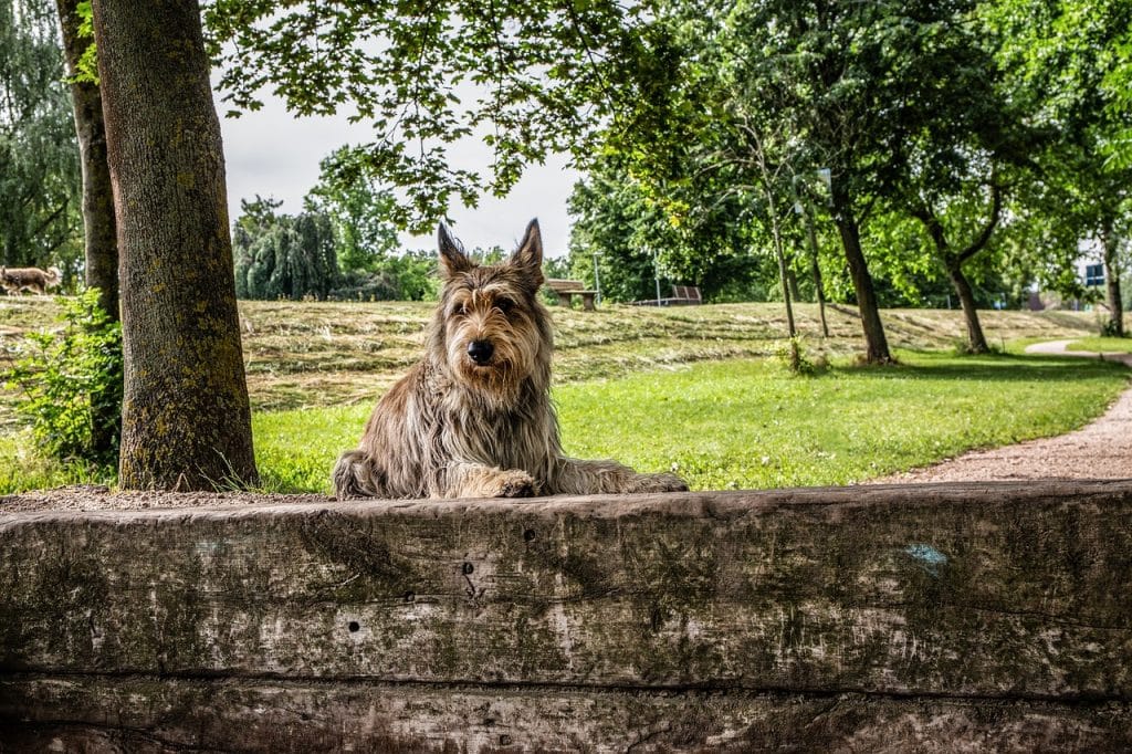 berger picard, dog, animal
