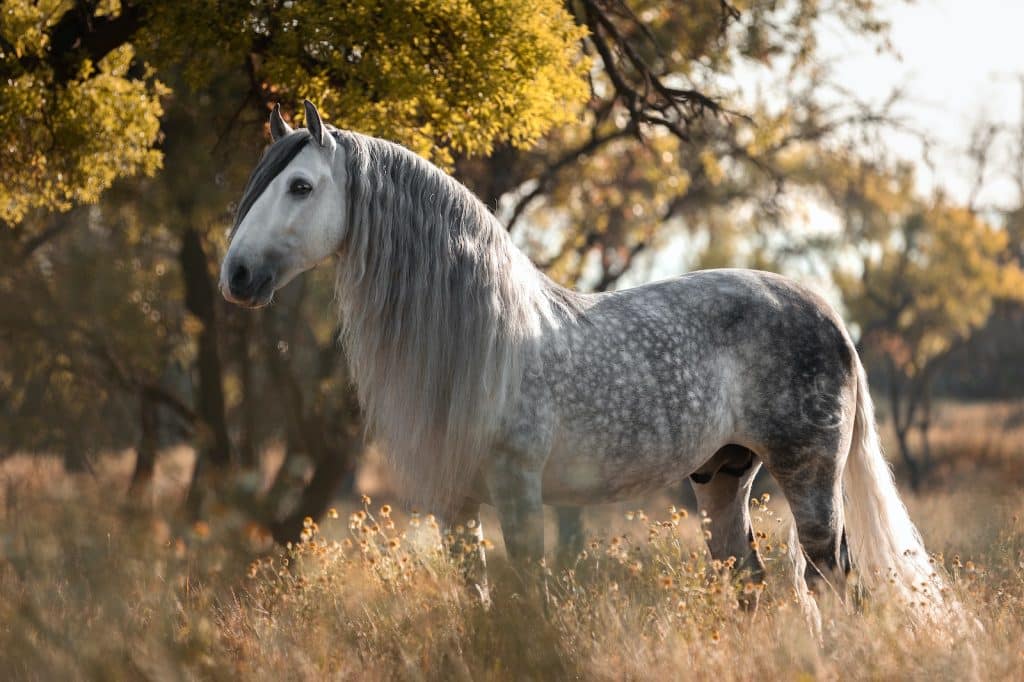 White Horse on Brown Grass Field