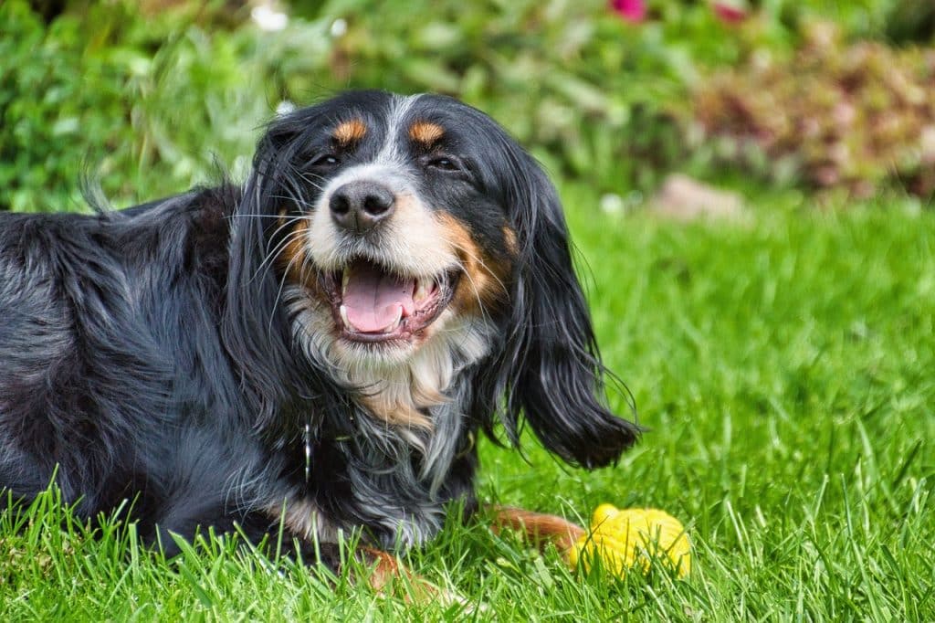 german longhaired pointer, dog, play