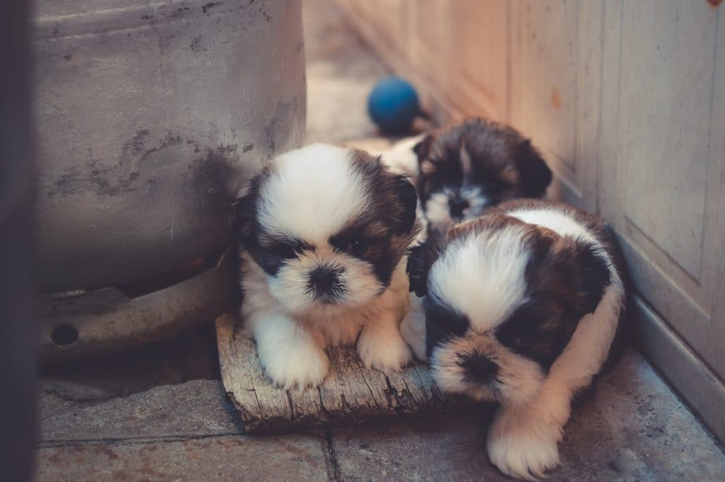 White-and-brown Puppies