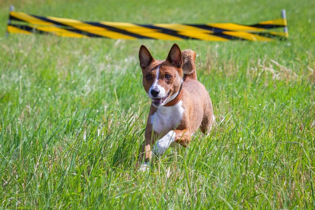 basenji, dog, running