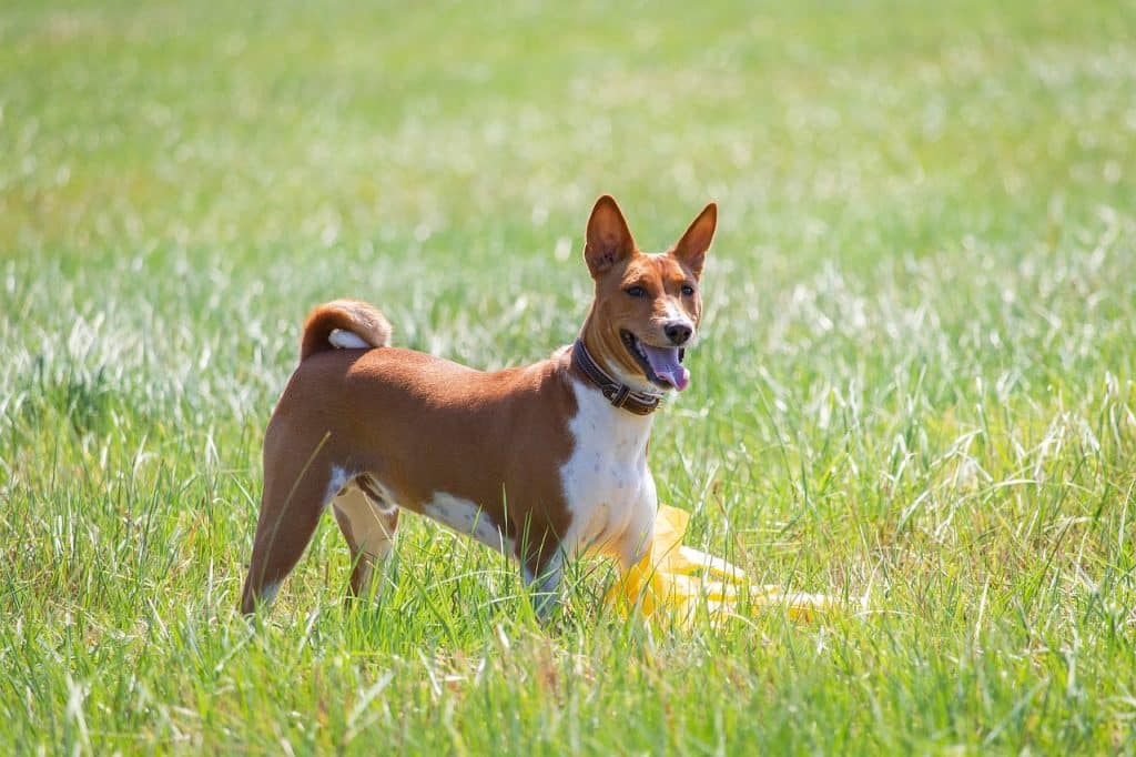 basenji, dog, running