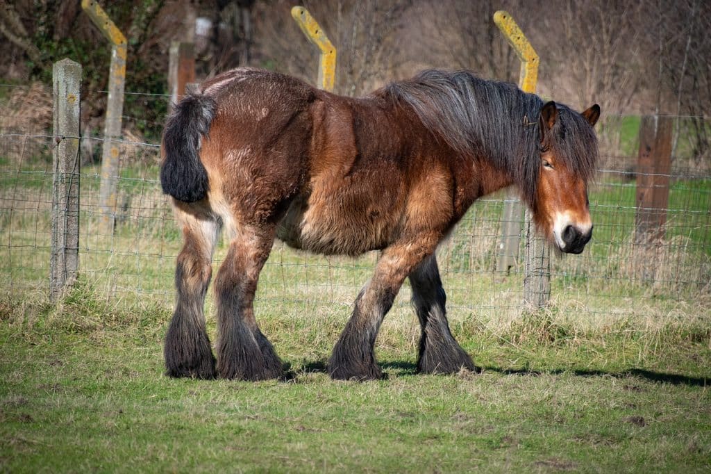 horse, brown horse, farm animal