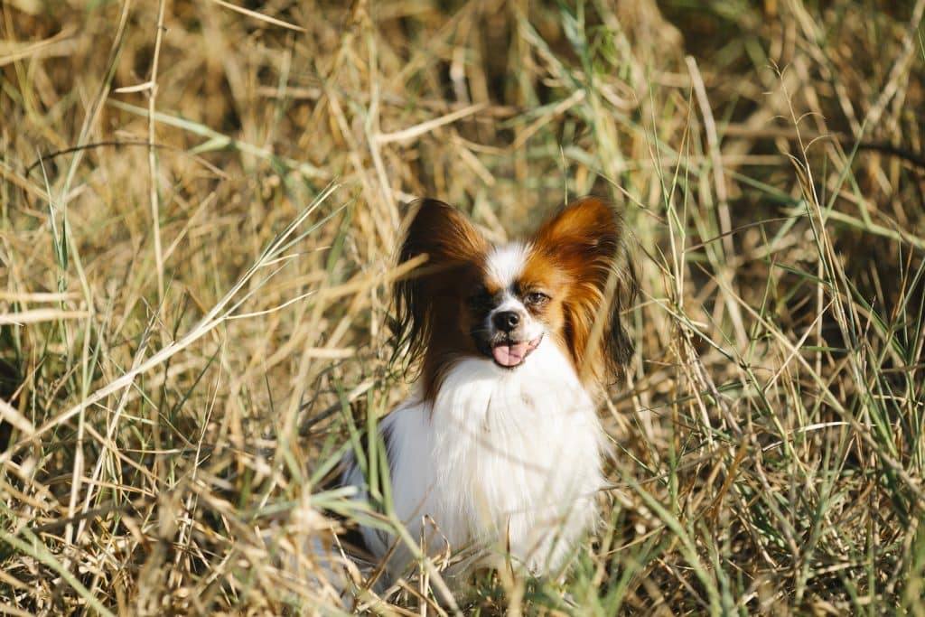 Adorable Papillon dog sitting on grassy ground