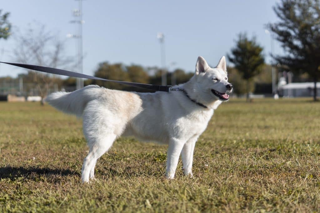 A White American Shepherd Standing on a Grassy Field