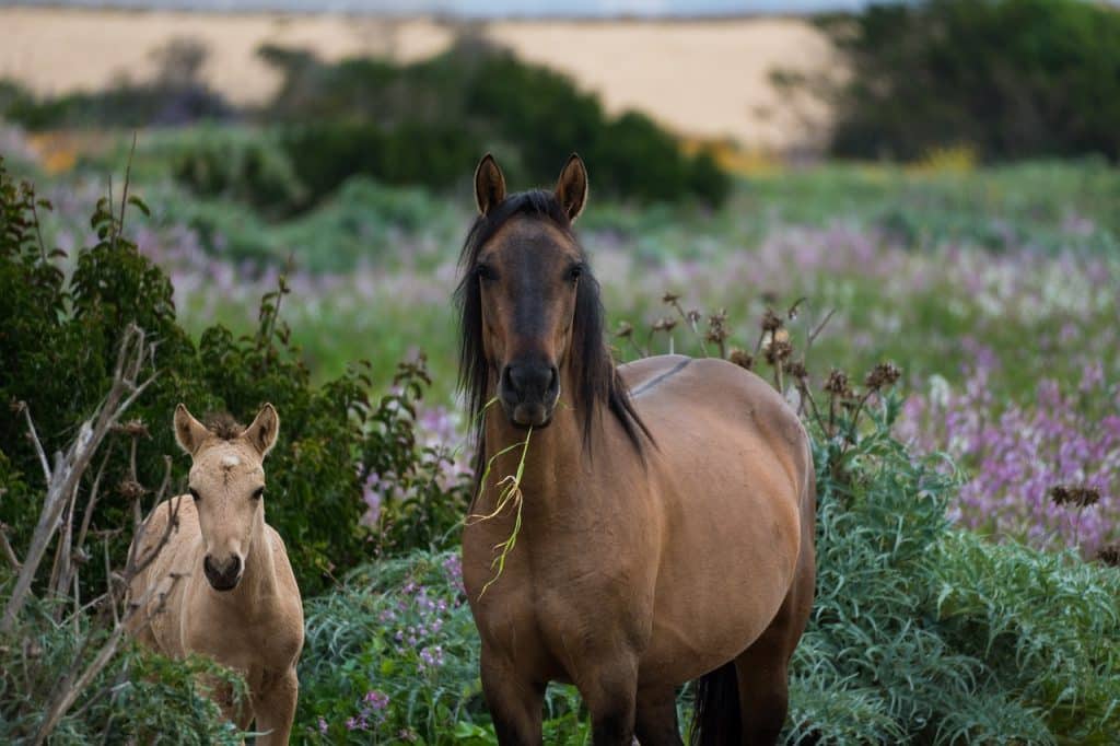 horses, animals, garden