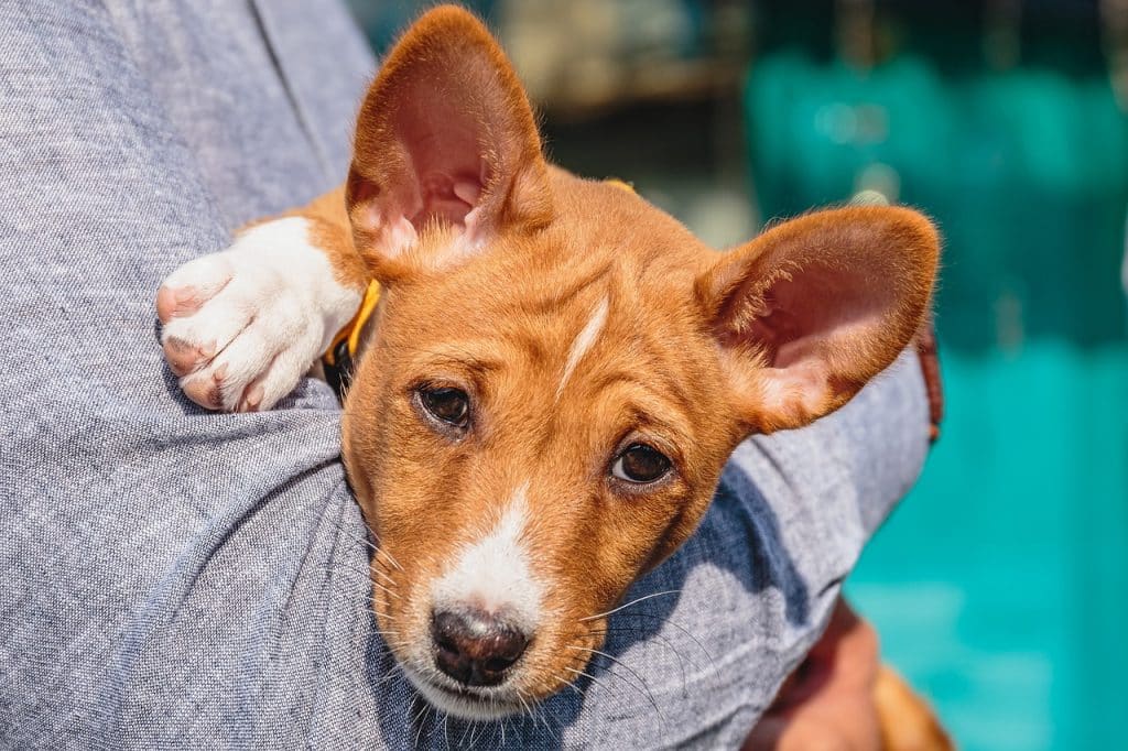 dog, pet, portrait