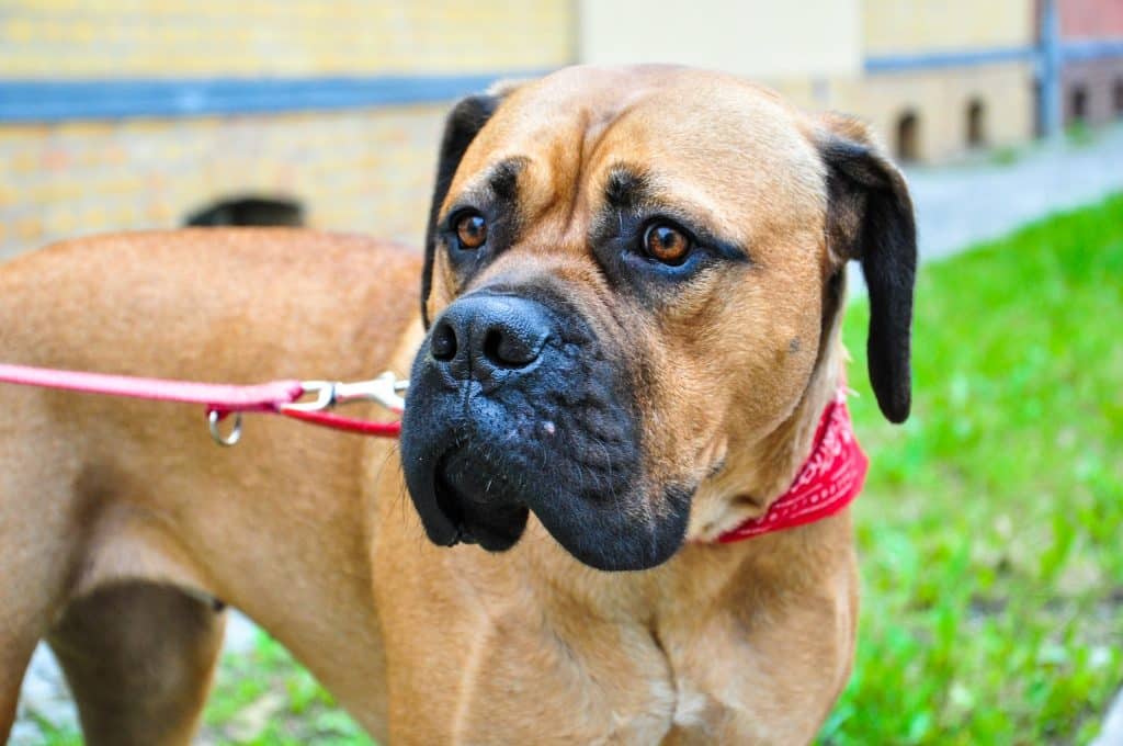 Close Up Photo of a Dog on Leash