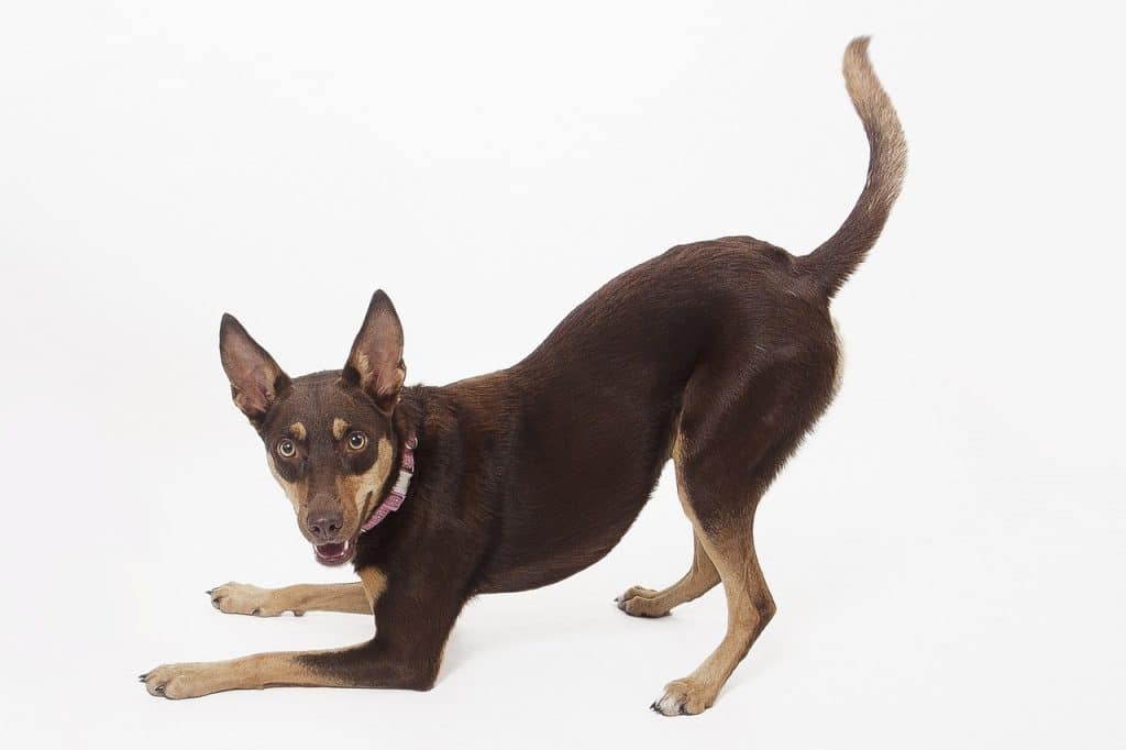 kelpie, australian kelpie, aussie