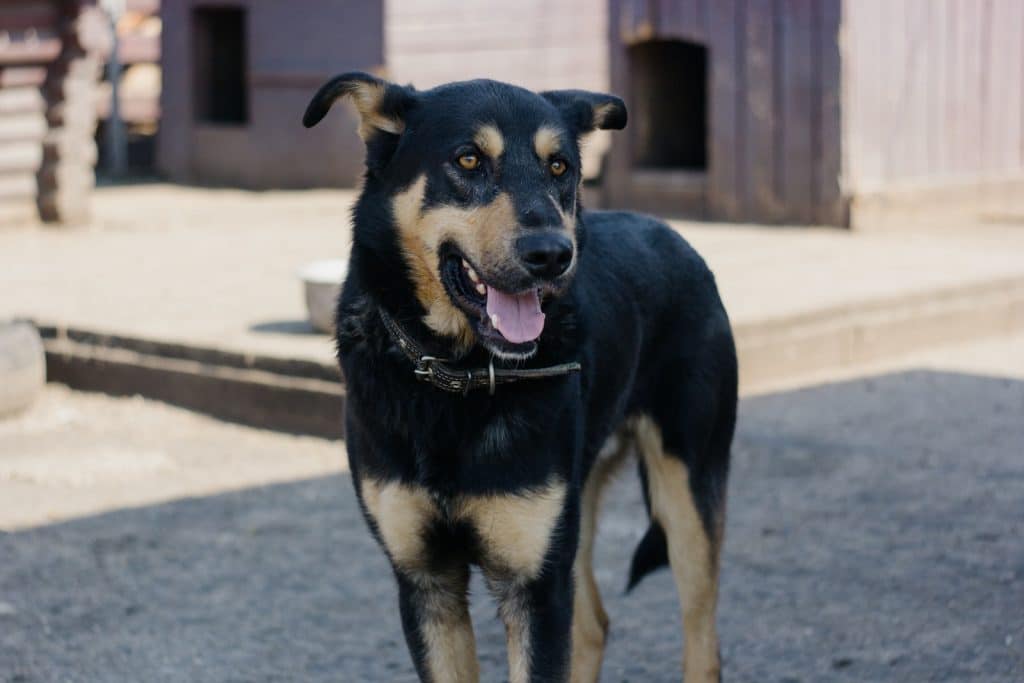 A Black Dog on the Street